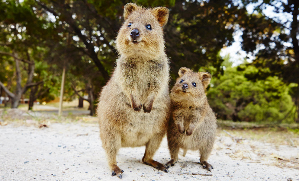 新着オーストラリア 有名 な 動物 最高の動物画像